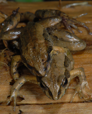 mating-frogs
